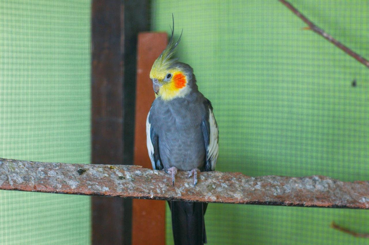 Pousada Campo Alegre Itatiaia  Exteriér fotografie